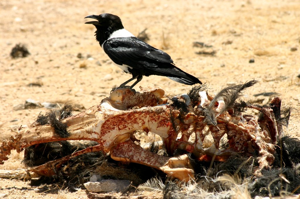 Oestrich skeleton near waterhole Hotsas, Namibia by Rüdiger Rickassel