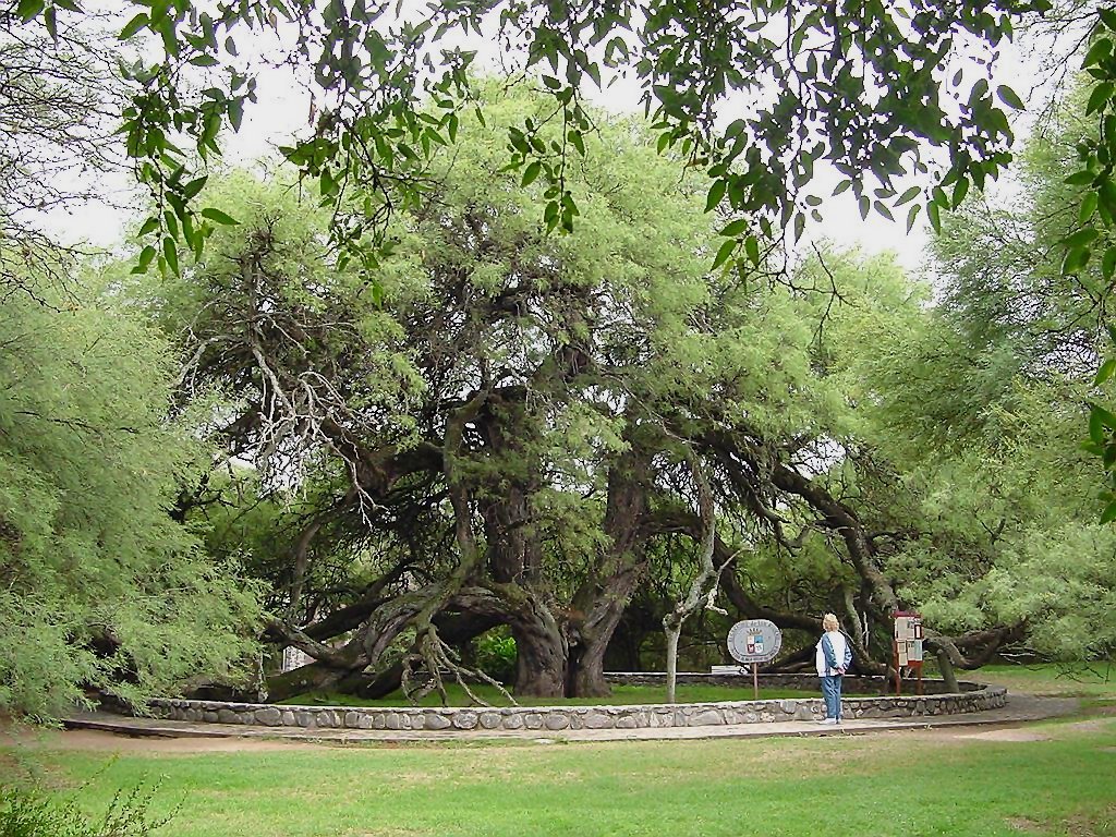 Merlo - San Luis - Algarrobo "Abuelo" superior a los 800 años de existencia - ecm by eliseo c. martínez