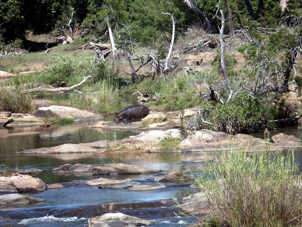 Hippopotamus at Sabie River, Kruger National Park by R.Bromm