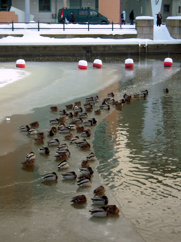 Mallards having siesta by Petteri Kantokari