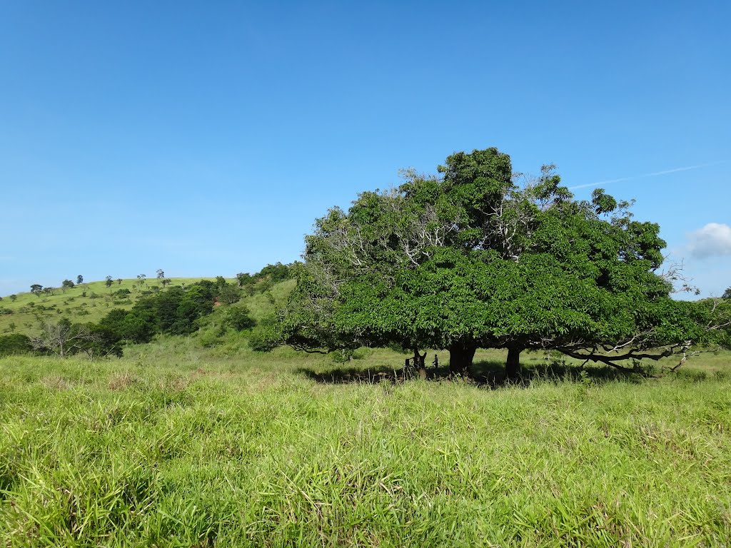 VISTA GERAL - MANGUEIRAS by RUBINHO BARROSO