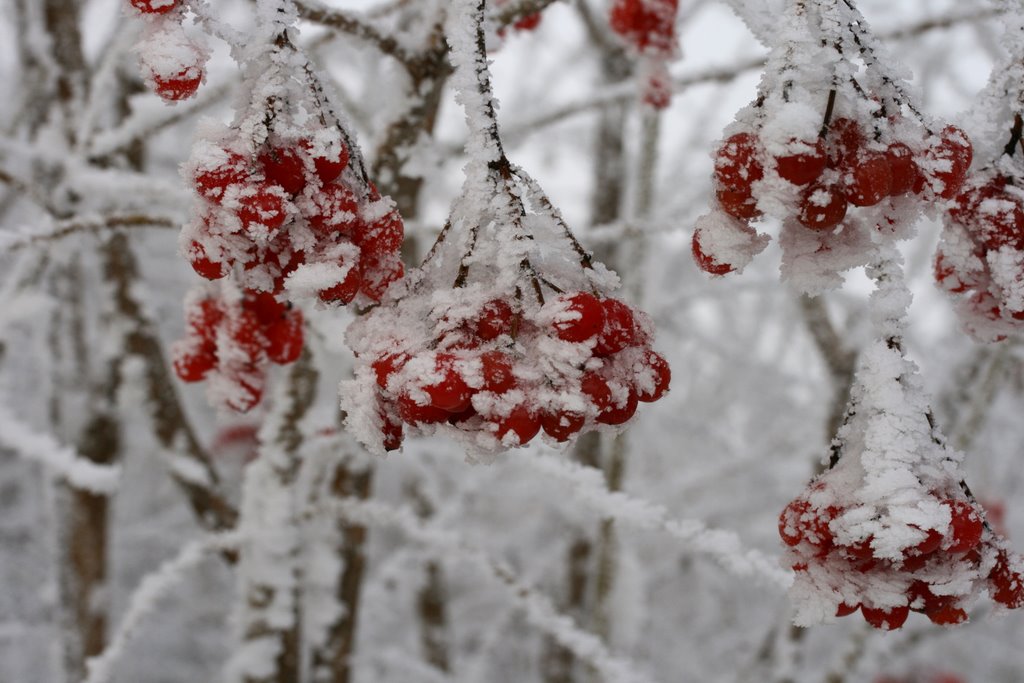 Frostige Beeren by pschaefli