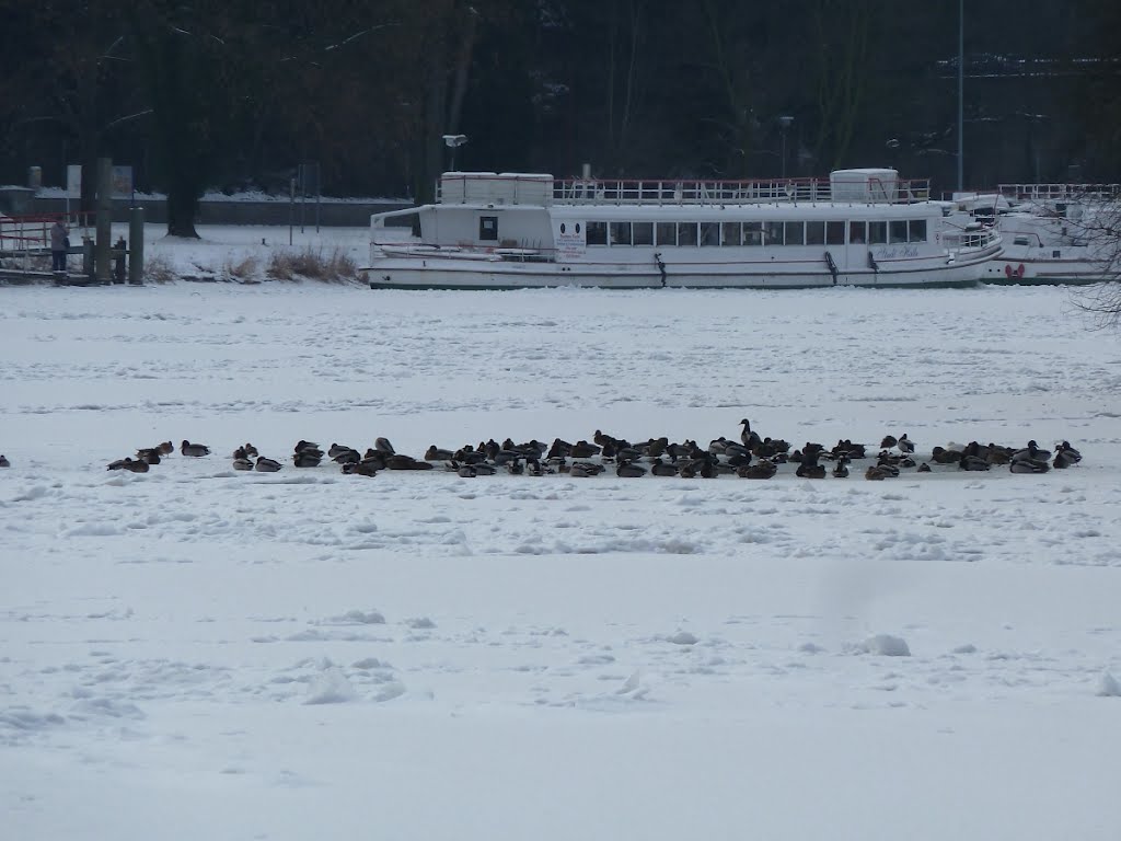 Saale im Winter by Martin Beitz