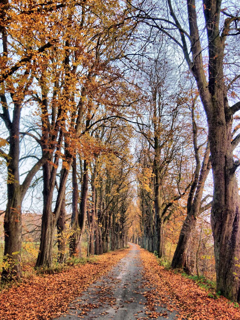 Der Herbst ist auch sehr schön by Farlang