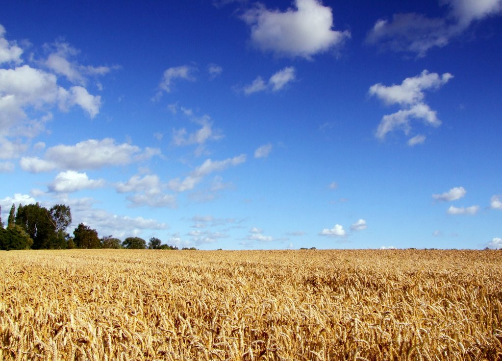 Corn field near dutton by jon baxter