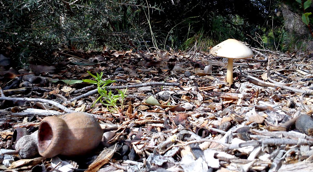 Perth-King´s Park mushroom by Oscar.Gutierrez.Anguiano