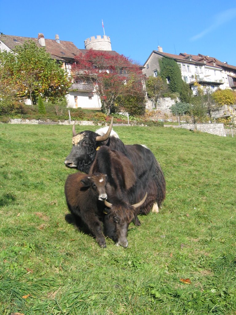 Yaks in Regensberg by otti99