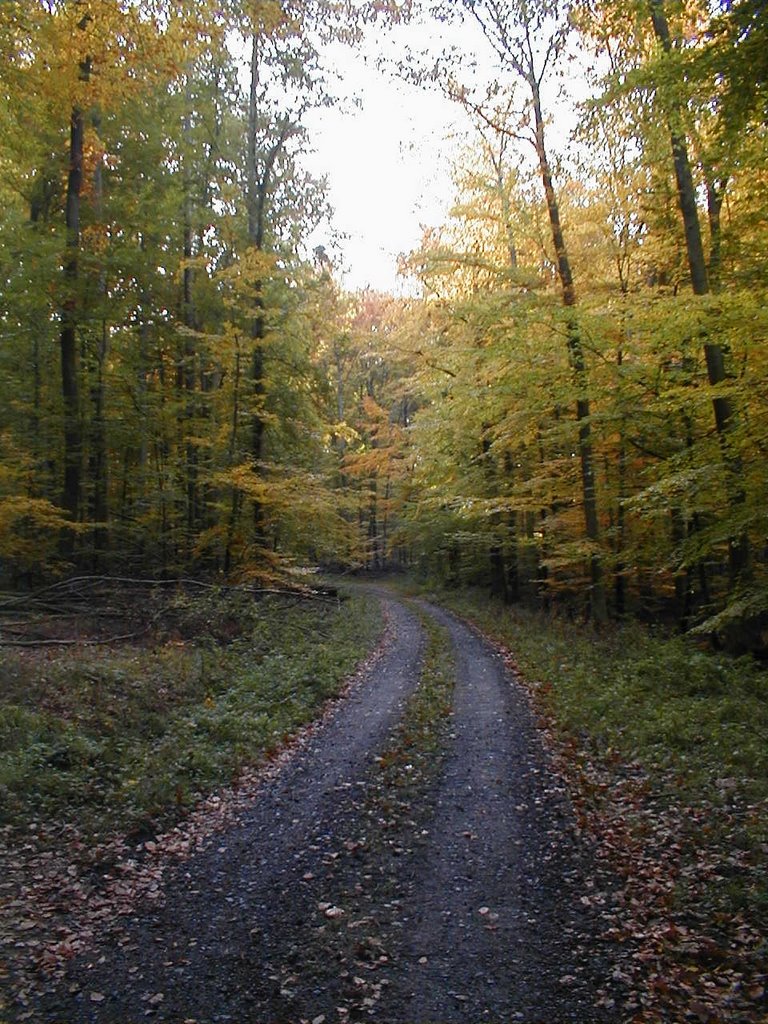 Waldweg bei Niederneisen by Ergenstein