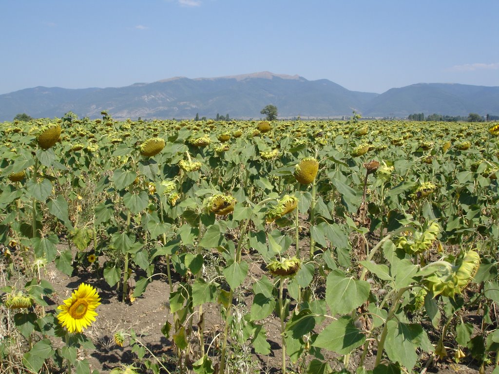 Sunflowers field near St.Zagora by Dime Nechaev