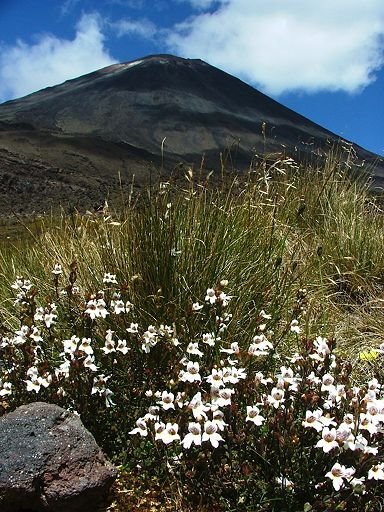 Tararua eyebright with Ngauruhoe behind by EcologistGreg