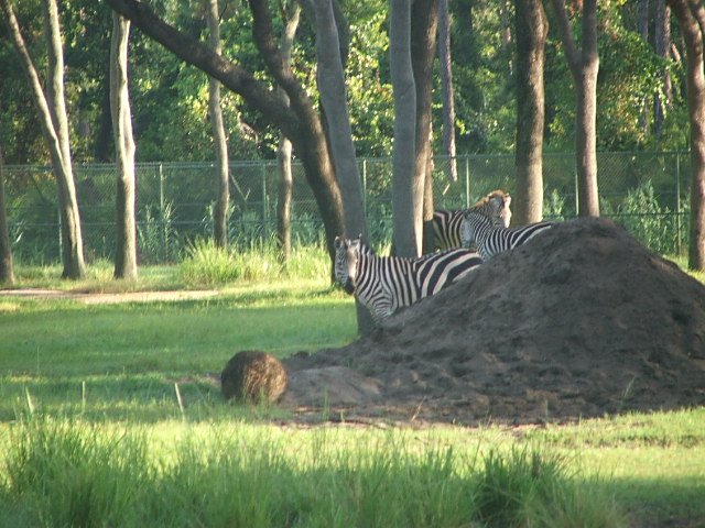 Zebra @Animal Kingdom by spiceupdinner