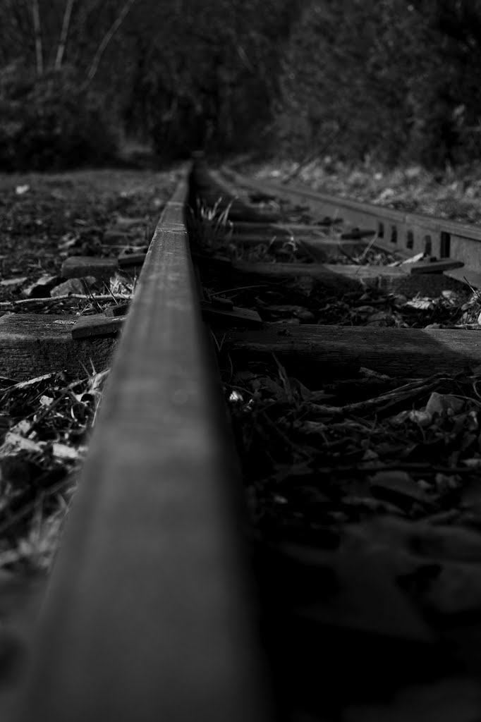 Miniature Railway by Ryan Prince