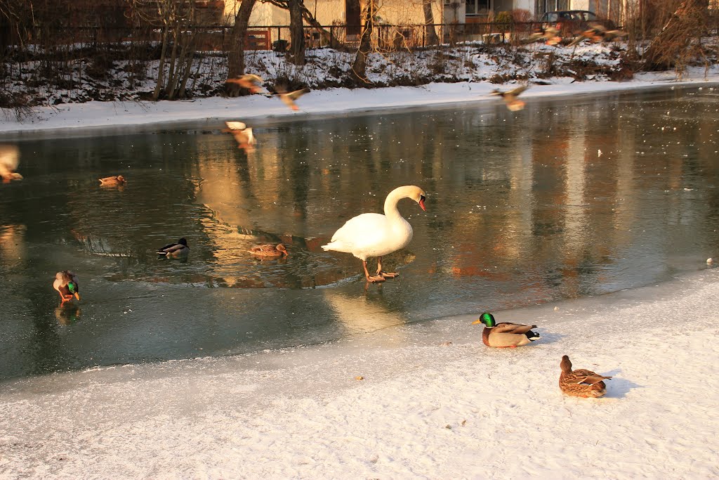 Eisläufer im Februar by mooshuf