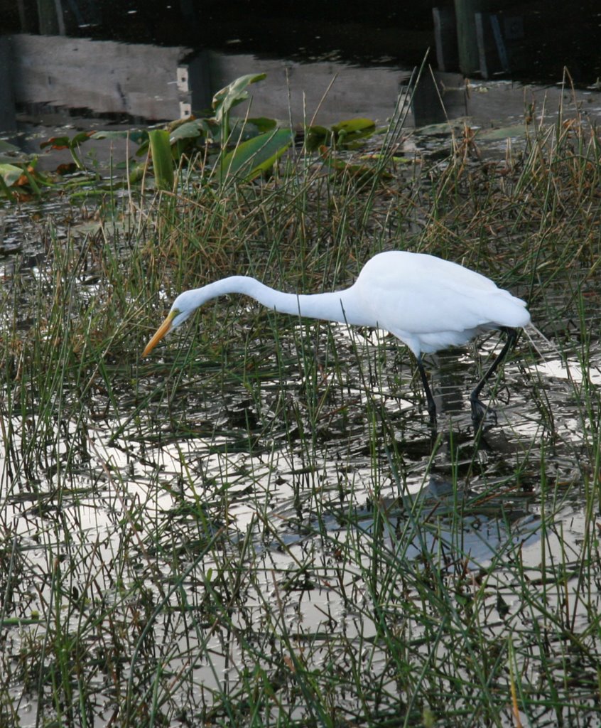 Egret 2 by mahadeva creature