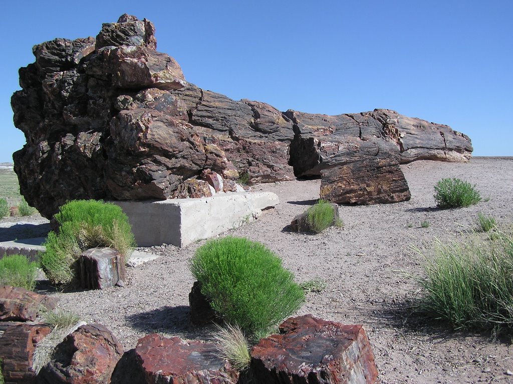 Giant Logs, Petrified Forest NP, AZ by Peter & Shelly