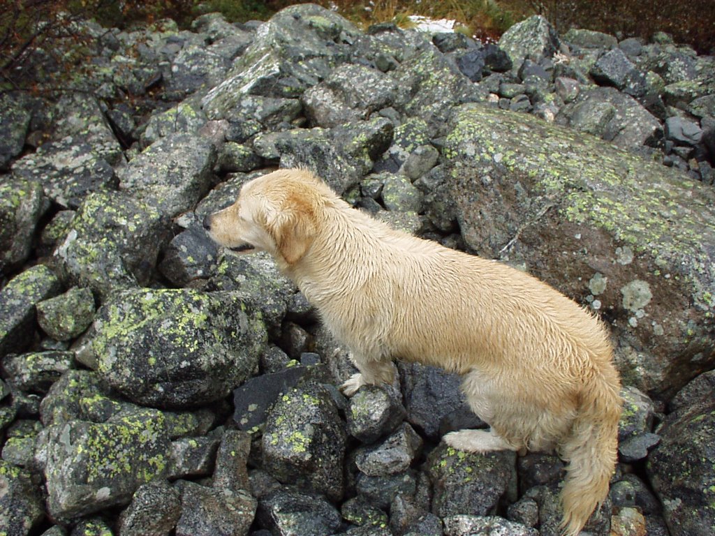 Maya il mio cane da ricerca dispersi by LIRIOMETEO