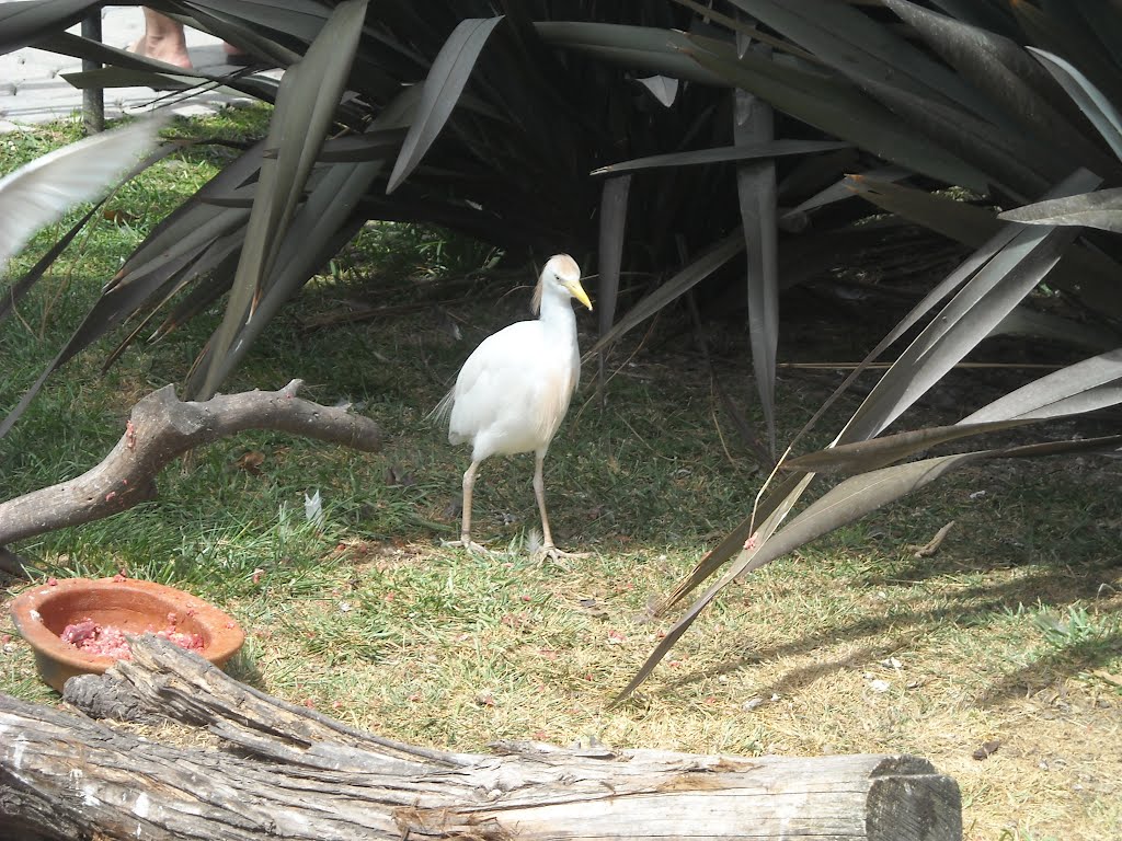 Aviario Aquarium by Matha Burroughs