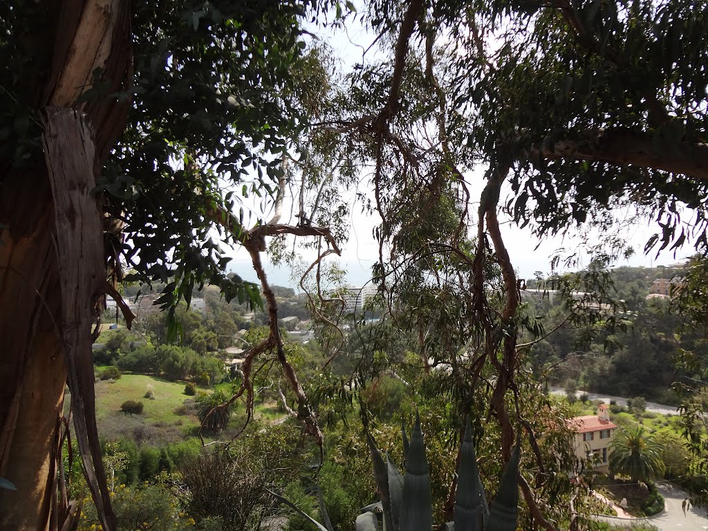 Glimpse of the Pacific from Paseo Miramar by Alan F Fogelquist