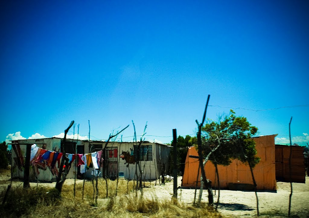 Cute Little Cow at the slums of Khayelitsha - taken on the way to Stellenbosch - South Africa by Carla Bechelane Whelan