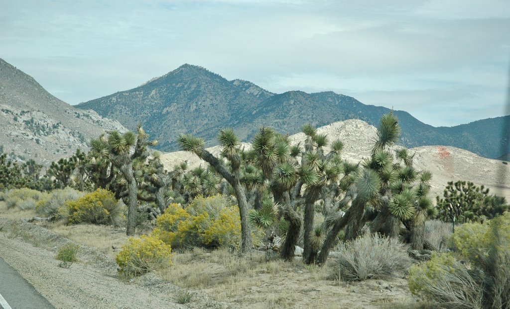 Joshua Tree near Walker Pass by rehali