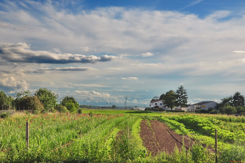 Flower field in Edingen-Neckarhausen by hongky.photo.vn