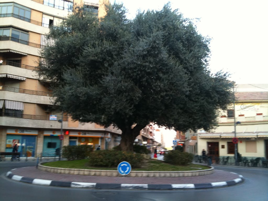 Olivo en la Av. de la Rambla de San Juan by travesierra