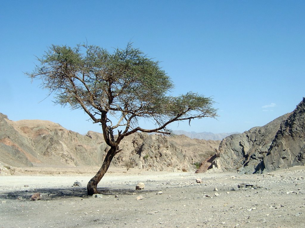 Arava desert by Michael D