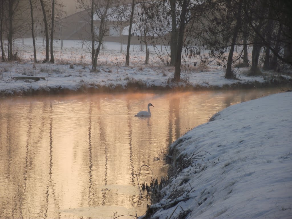 Cygne qui flane sur le Loir by blandinem