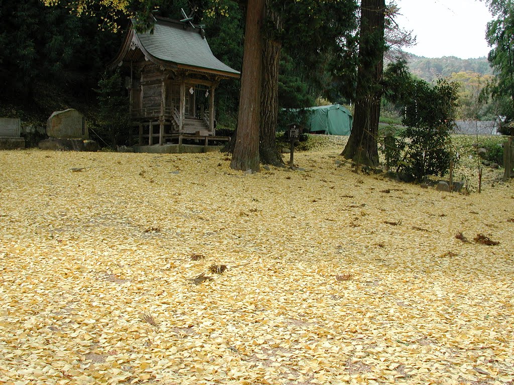 加茂の大イチョウの葉っぱのじゅうたん('00.11.21)Ginkgo biloba by Mikochan