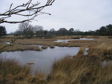 Mantingerveld by De Stappe