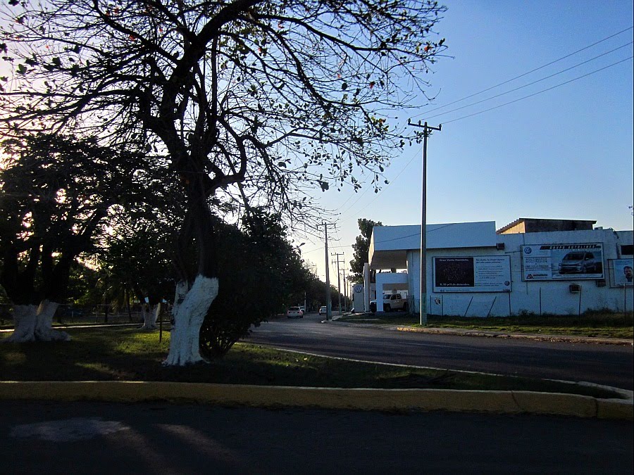 Av.Revolución. by holachetumal