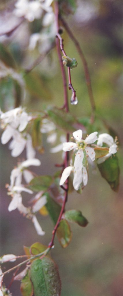 Saint-Prosper de Champlain, route des 1er et 2ième rangs Saint-Édouard, Amelanchier Médicus. - Amélanchier by ouellette001.com