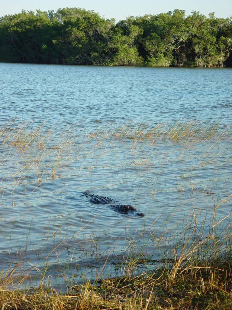 Everglades Gator by sleepyweasel