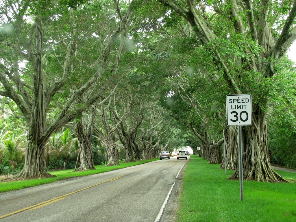 Hobe Sound Banyan Trees by Chris Sanfino