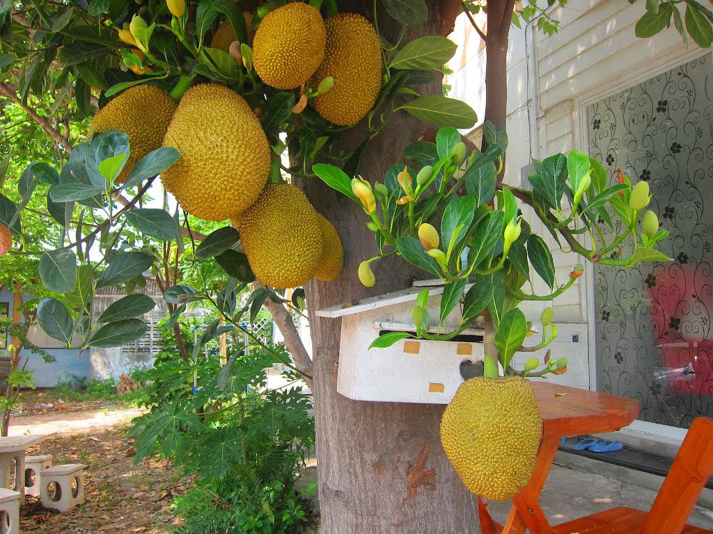 Jackfruit in the garden - The largest in the world (Kg.30) by Dino Danieli