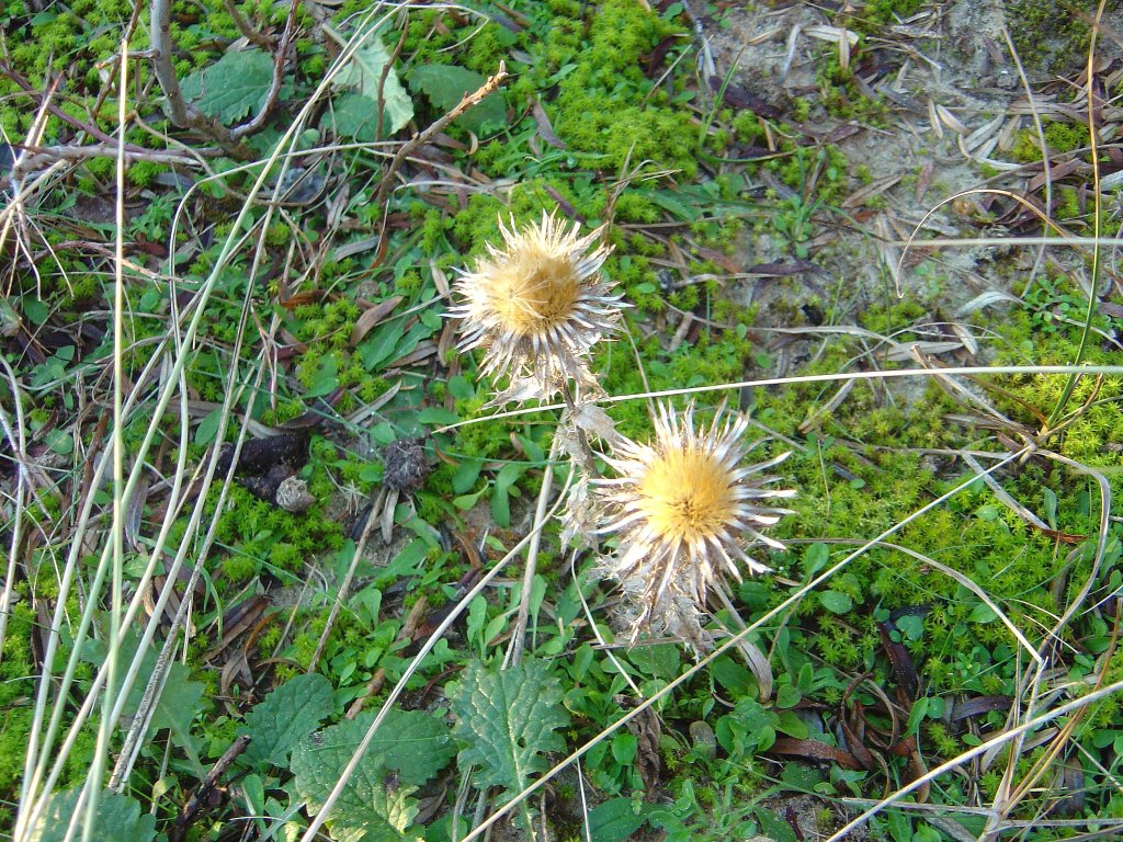 Annother thistle by Lecleire Jacques