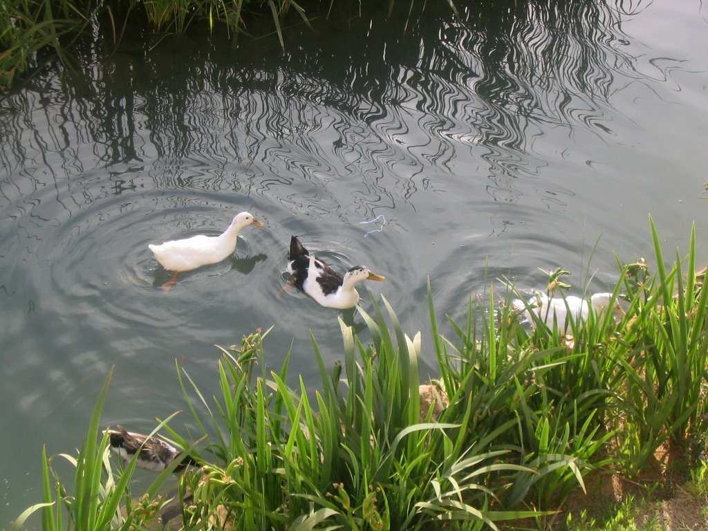 25 Maig 06.València. Parc de Capçalera del Turia by Ernest Mira i Casterá