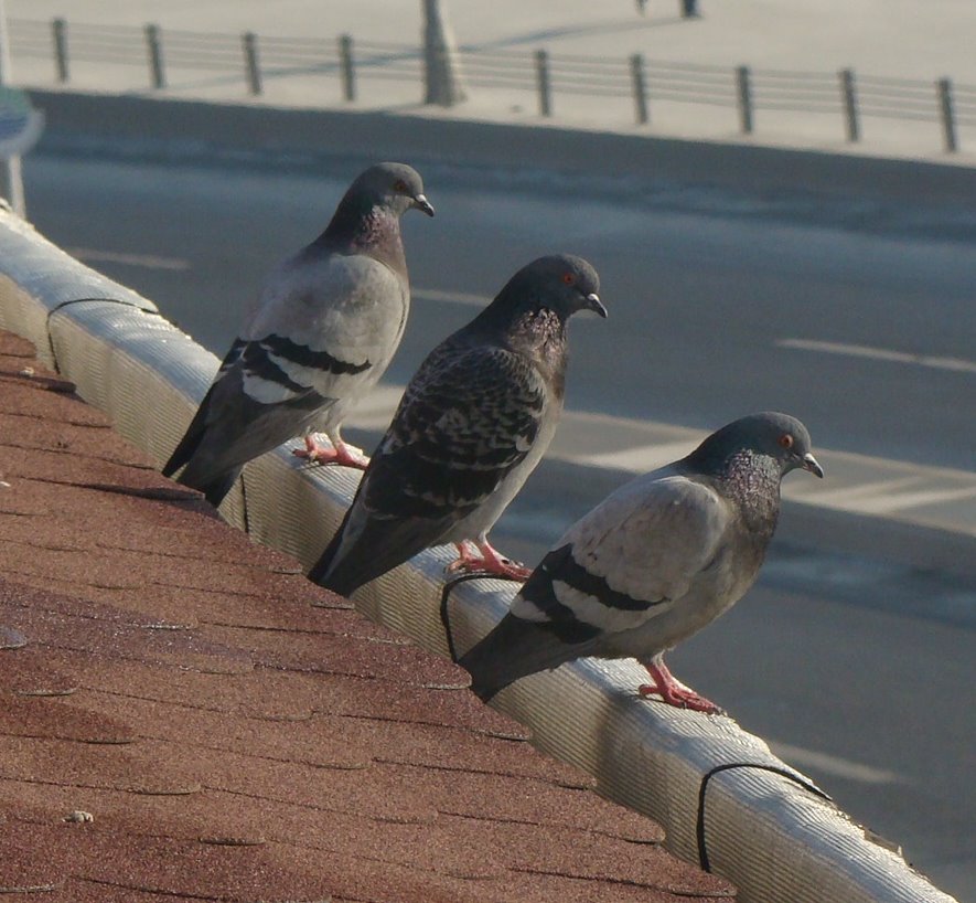 PİGEONS OF FUAT PAŞA by ergunmselcuk