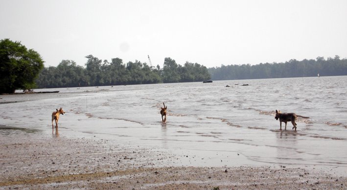 Cani di spiaggia by Ardelio Loppi