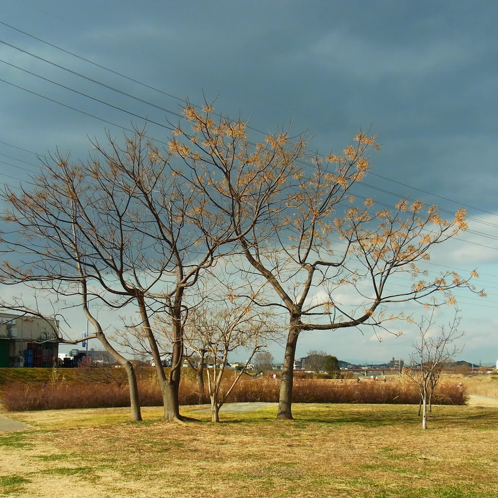 石川河川公園のセンダンの木 2012.2.12 by as365n2