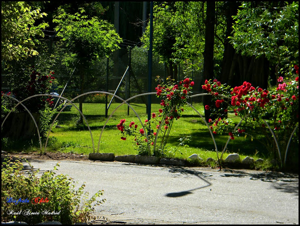 ▶ Entre rojos y verdes ® by ►DisfrutaChile ®