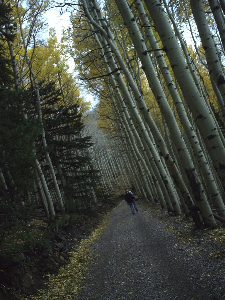 Waterline Road - San Francisco Peaks by zacholio