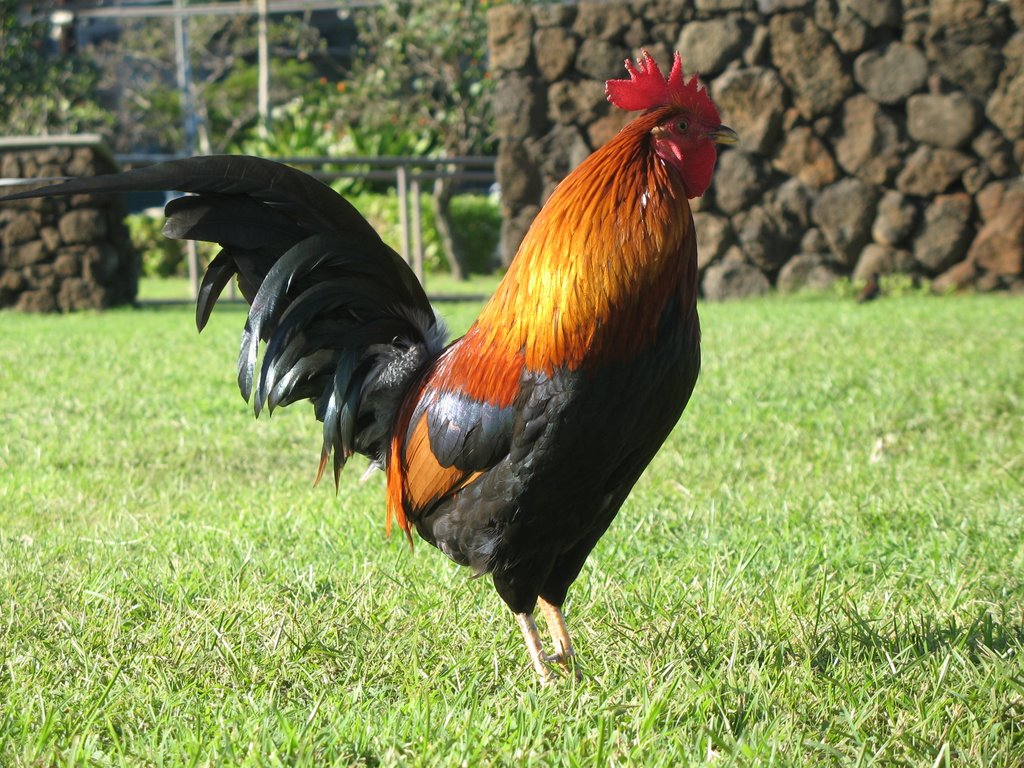 Cock-roaster at Poipu Beach, Kauai, HI by George Geogriev