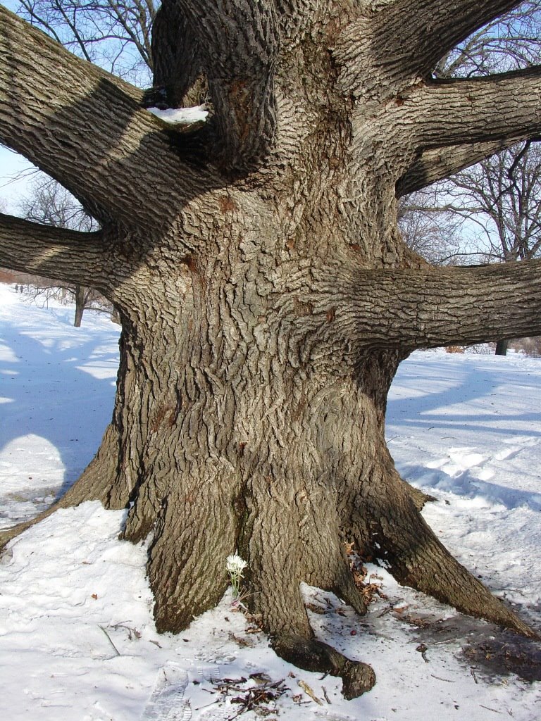 Respected ancient Oak Tree by D Light