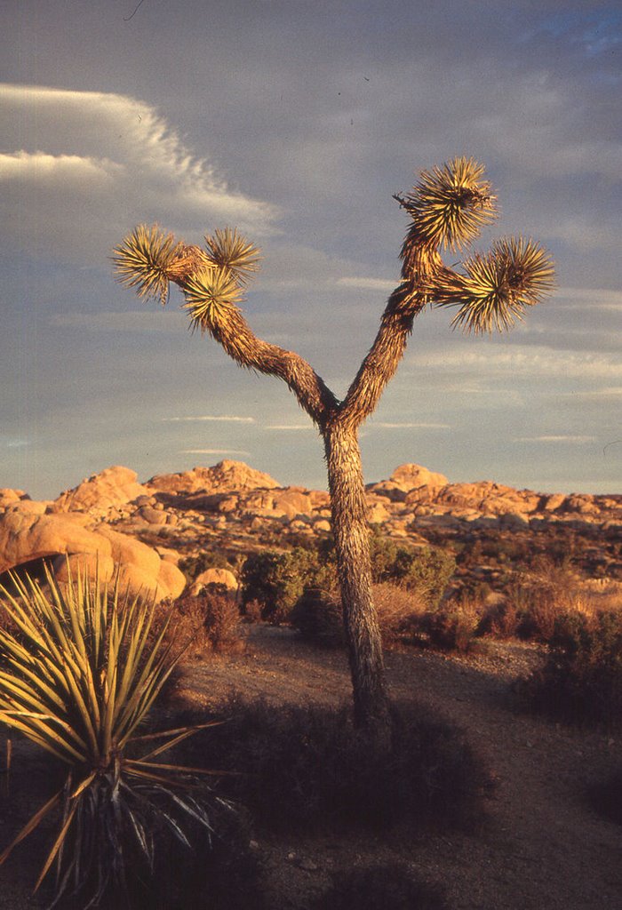 Joshua Tree by gemue