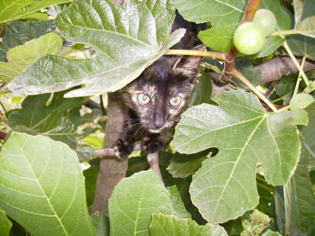 Cat in the fig tree! by Jaglika J