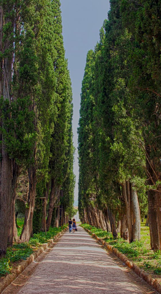 A walk to the spring by Jack Tol