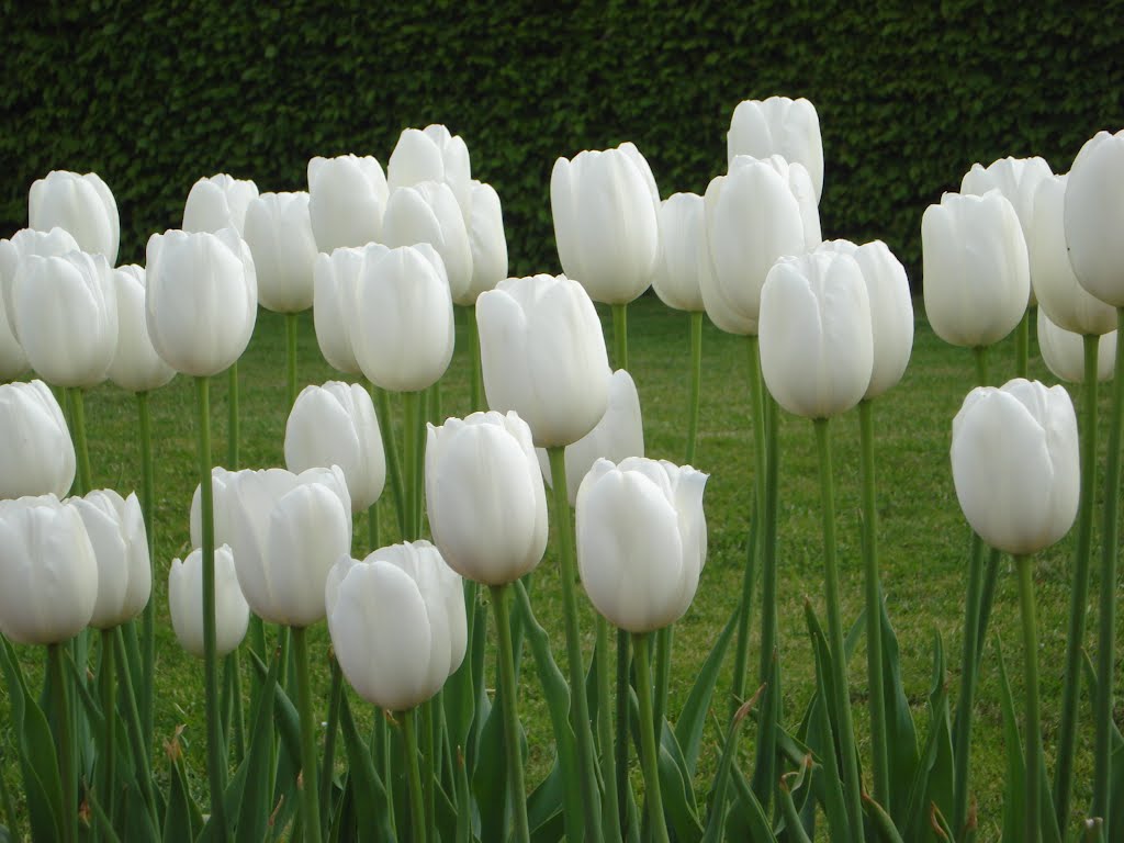 White tulips "Maureen" by Eglė Šileikaitė