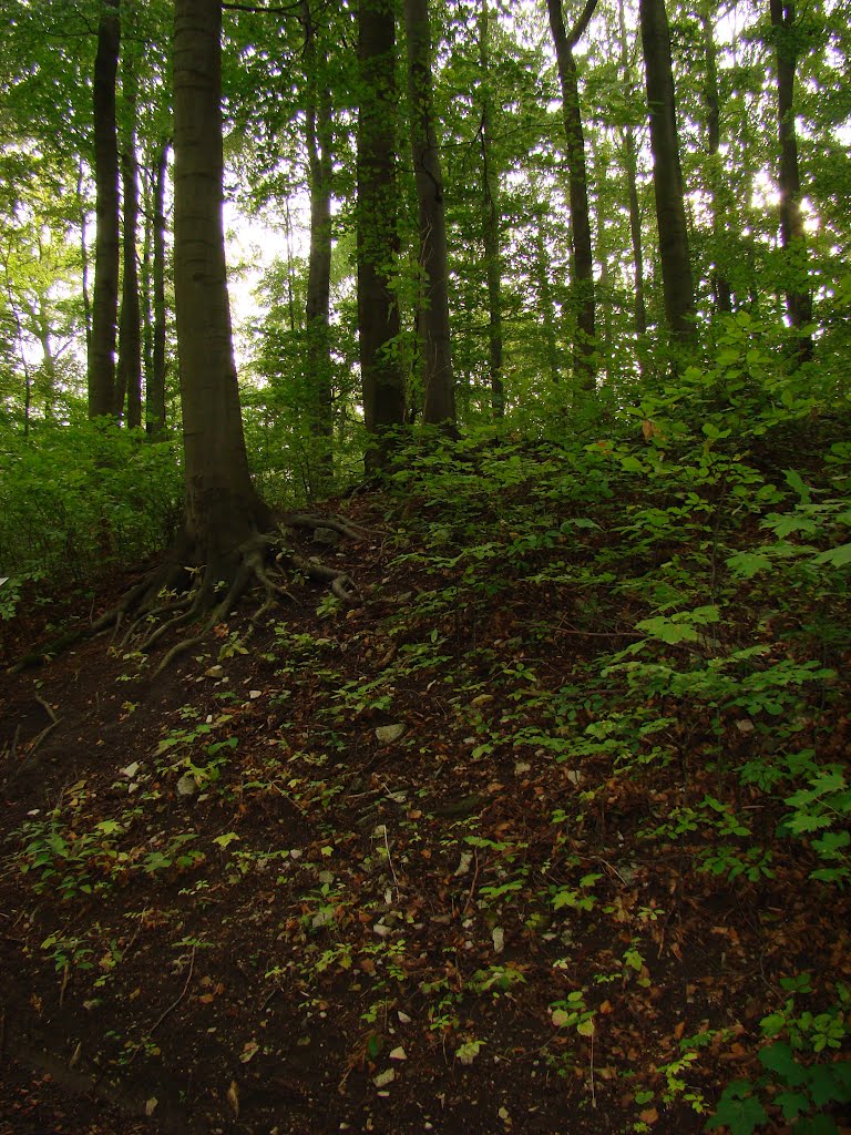 Eggegebirge (Der Sachsenwall der sächsischen Volks- und Fluchtburg Iburg aus dem 8 Jh.) August 2011 by DortmundWestfalica