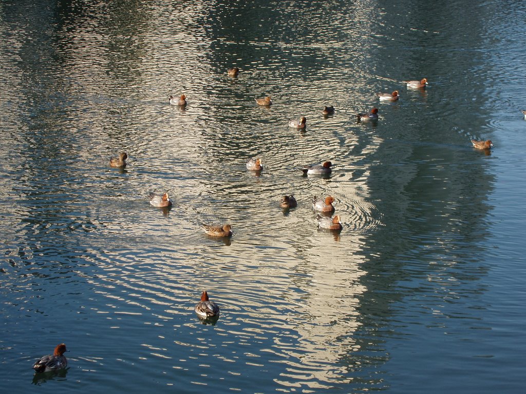 Wild Ducks in Enokuchi River.Kochi-City. by ikm